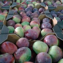 Frutas Sánchez Mora mangos